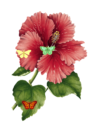papillon_hibiscus.gif